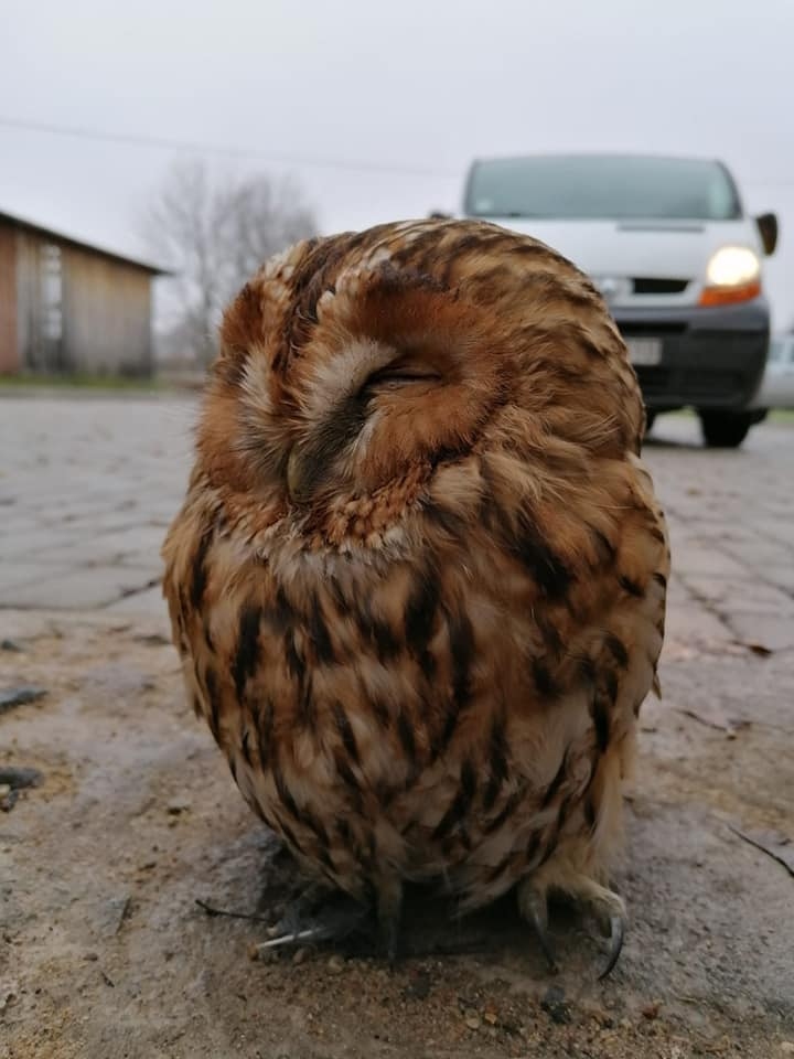 Šādi pūce Smiltene izskatījās pirms uzņemšanas klīnikā, bet kastē viņa jau ir vesela un gatava mājupceļam uz dzimto mežu.                                                                                                                                                         
Autors:  GUNDARS CERS   