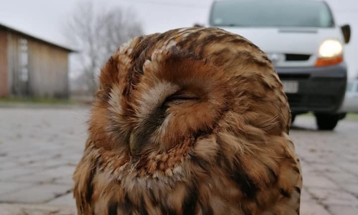 Šādi pūce Smiltene izskatījās pirms uzņemšanas klīnikā, bet kastē viņa jau ir vesela un gatava mājupceļam uz dzimto mežu.                                                                                                                                                         
Autors:  GUNDARS CERS  
