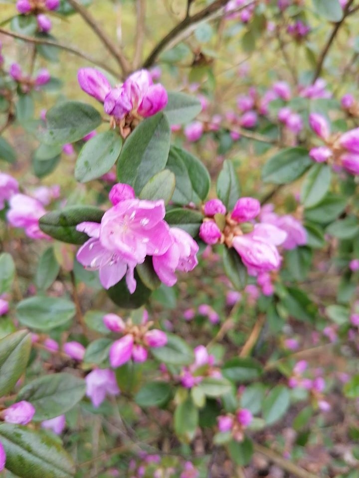 Parasti rododendri sāk ziedēt aprīlī, bet siltā ziema mudinājusi raisīt ziedus jau ātrāk.                                                                                   
Autors:  GINTA GAILĪTE