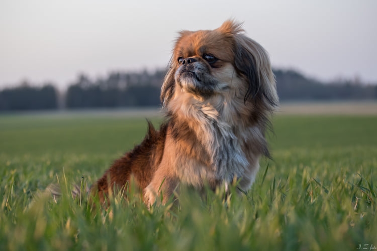 Pekinietis Česters, tāpat kā daudzi smiltenieši, dzīvo dzīvoklī. Saimnieki par viņu allaž labi rūpējas, taču nu suņuks kļuvis vēl laimīgāks. Pateicoties ierobežojumiem cilvēkiem uzturēties sabiedriskās un publiskās vietās, tie dodas dabā, līdzi ņemot arī savus mājas mīluļus.                       
Autors:   INGA ZAĻKALNE