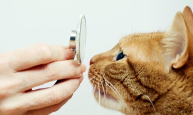 Autors: www.vetcentrs.lv