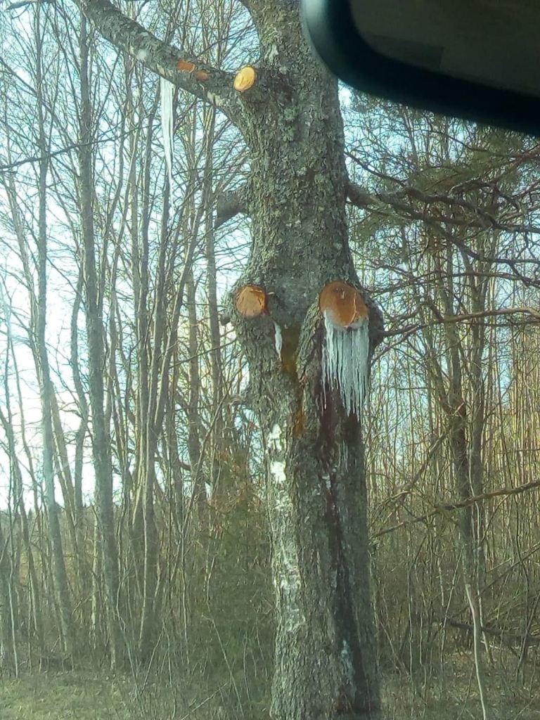 Valsts nozīmes autoceļa Smiltene–Strenči abās pusēs Plāņu pagastā izzāģēti zari alejā augošajiem kokiem. Cilvēkiem ir žēl lielo bērzu – brūču vietās  tek sula, kas aukstajā laikā sasalusi garās lāstekās.         
Autors: ŽENIJA DAUDZIETE