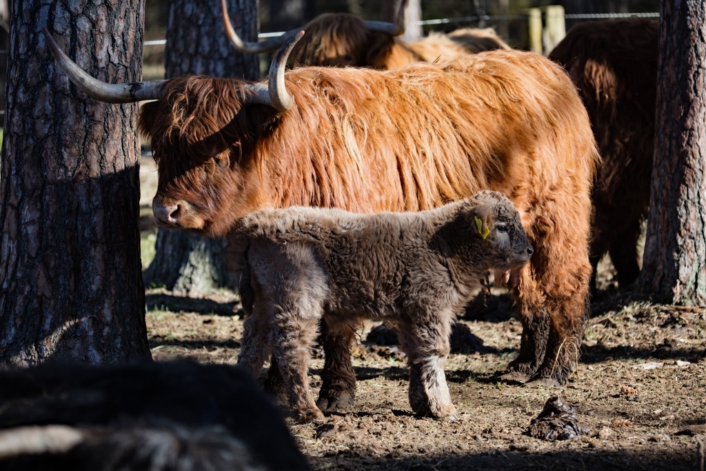 Autors: Viesturs Lārmanis