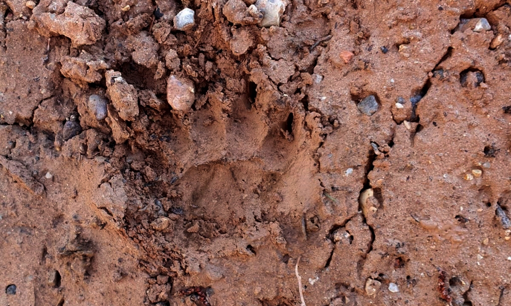 Autors: Aculiecinieks