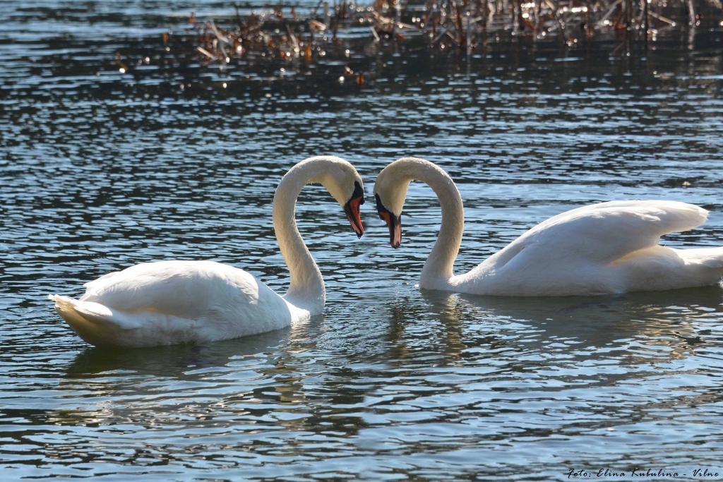 Mums ar bērniem šajā laikā bieži sanāk aiziet līdz tuvējam mežam pie Klievezera. Un Klievezerā tagad apmeties brīnišķīgs gulbju pāris, putni ir ļoti droši un bailīgi. Bērni ir sajūsmā!
Tāpat vakar pie Tepera ezera bija brīnišķīgs saulriets. 
Nosūtu pielikumā dažas bildītes. Daba tiešām iedvesmo!
Autors: Elīna Kubuliņa - Vilne