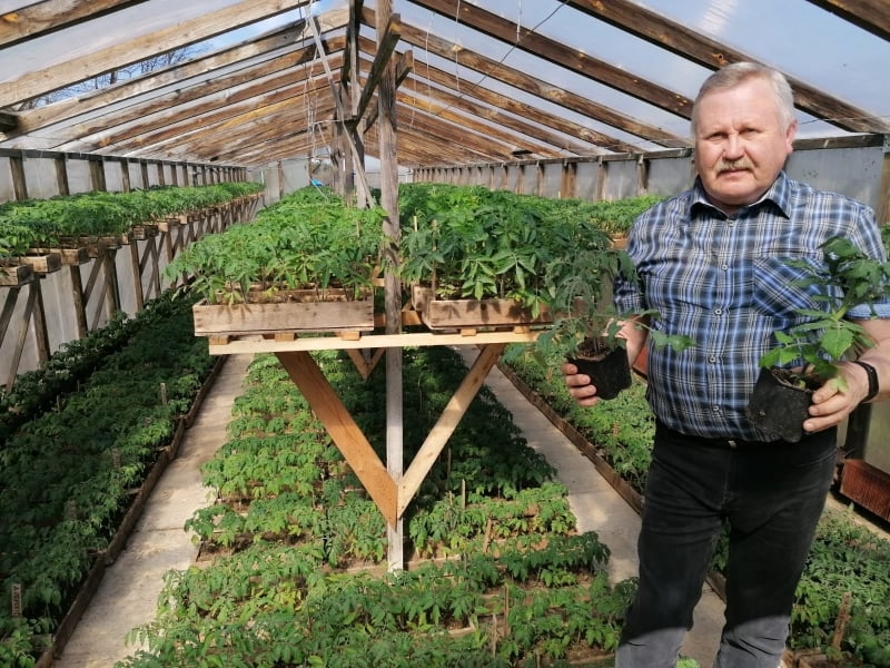 Smiltenē labi zināmais pūtēju orķestra diriģents Pēteris Vilks jau 25 gadus veltījis dārzkopībai – viņa audzētie tomātu un gurķu stādi aizceļojuši uz daudzu cilvēku dārziem un siltumnīcām.                                   
Autors:   LĪGA DREIMANE  