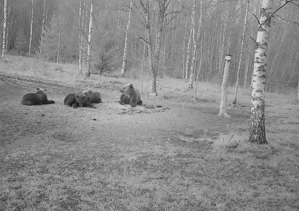 Lāču ģimene Igaunijā, Tervā (30 km no Valkas). 