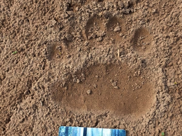 Maija sākumā lāča pēdas nospiedums pamanīts kartupeļu laukā netālu no Smiltenes pilsētas, apvidū, kur dominē nevis mežs, bet lauksaimniecībā izmantojamas zemes.                                                                            
Autors:  AIGARS VĪVULIŅŠ