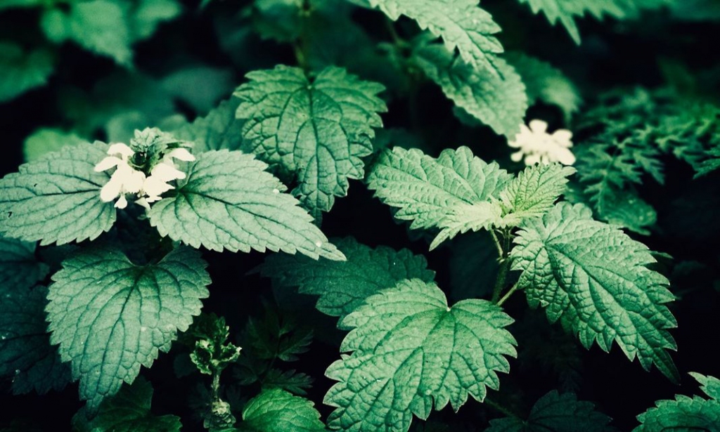 Autors: unsplash.com