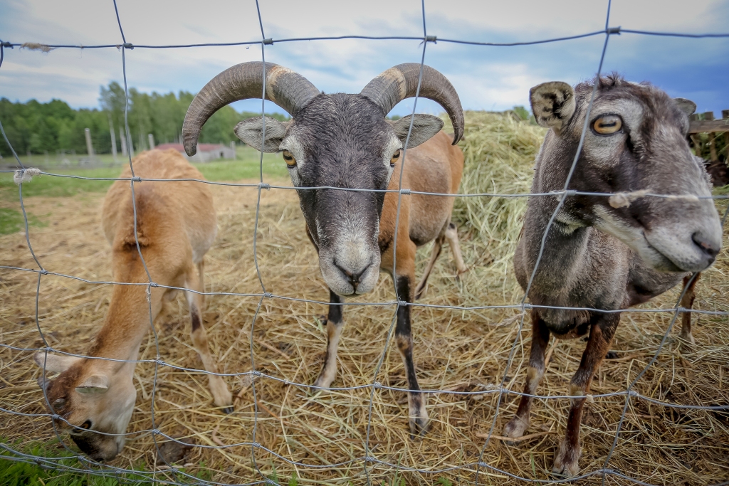 Launkalnes pagastā esošajā zooloģiskajā dārzā “Ezerlejas” mītošie dzīvnieki prieku raisa gan bērnos, gan pieaugušajos.                                                                                                 
Autors: SANTA SINKA