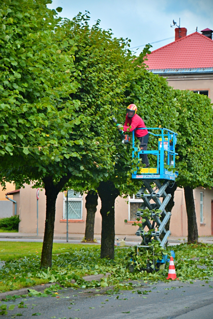Valkas centrā aizvadītajā nedēļā strādāja arboristi, turpinot pirms pieciem gadiem iesākto liepu “frizēšanu”. Šie koki kļuvuši par izteiksmīgu pilsētas ainavas akcentu.                                                                                          
Autors:  DACE PŪCE