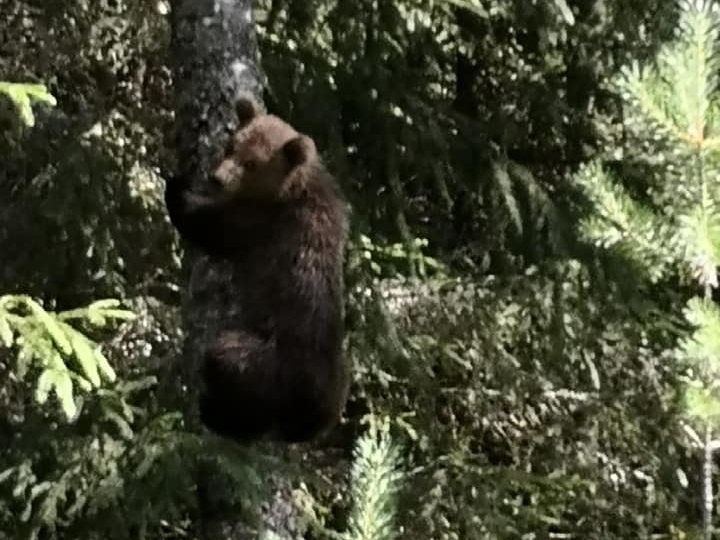Šis lācēns kokā nofotografēts šo trešdien, 5. augustā, meža ceļa malā netālu no Kokšu ezeriem Valkas pagastā. Netālu bijis vēl otrs lāča bērns.
Autors: AINIS ĀBOLIŅŠ