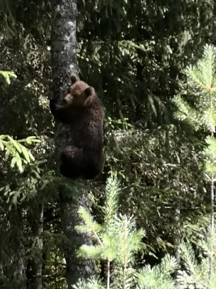 Šis lācēns kokā nofotografēts šo trešdien, 5. augustā, meža ceļa malā netālu no Kokšu ezeriem Valkas pagastā. Netālu bijis vēl otrs lāča bērns. 
Autors:   AINIS ĀBOLIŅŠ  