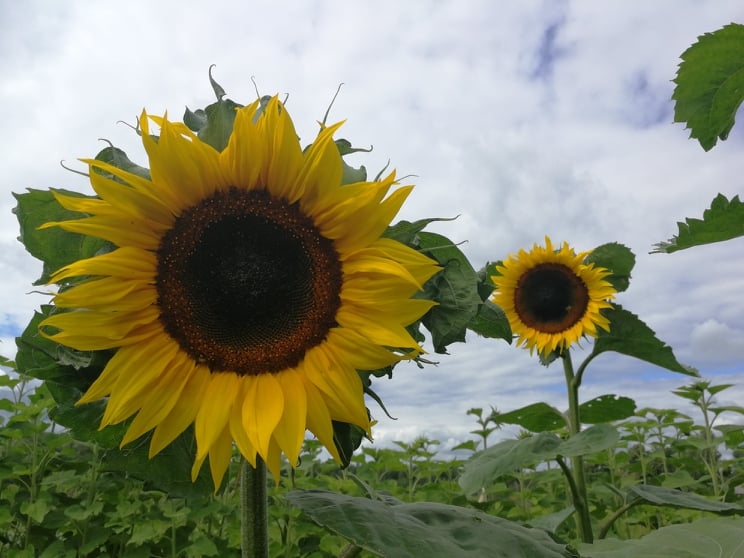 Saulespuķes daudziem cilvēkiem ir mīļākie ziedi, to spilgtais dzeltenums asociējas ar siltumu un sauli.                                                     
Autors:  SOLVITA MEZĪTE
