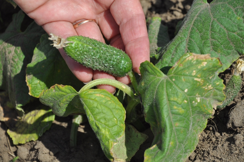 Rakšanās dziļāk zemē, no psihoterapeitiskā viedokļa, ir kā rakšanās savās emocijās, savā personībā. Tas palīdz saprast pašam sevi. Jo labāk cilvēks saprot sevi, jo labāk saprot arī apkārtējos.
Autors: DAINIS ĢELZIS                    