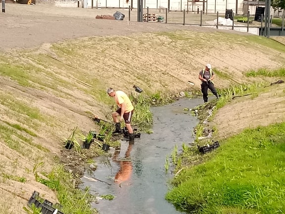 Aizvadītajā sestdienā strādnieki Varžupītes krastā stādīja ūdensaugus. Garāmgājēji minēja, ka tie ne tikai izdaiļos un nostiprinās mazās robežupītes krastus, bet arī ūdens būs tīrāks.                                                
Autors:   INGA KARPOVA