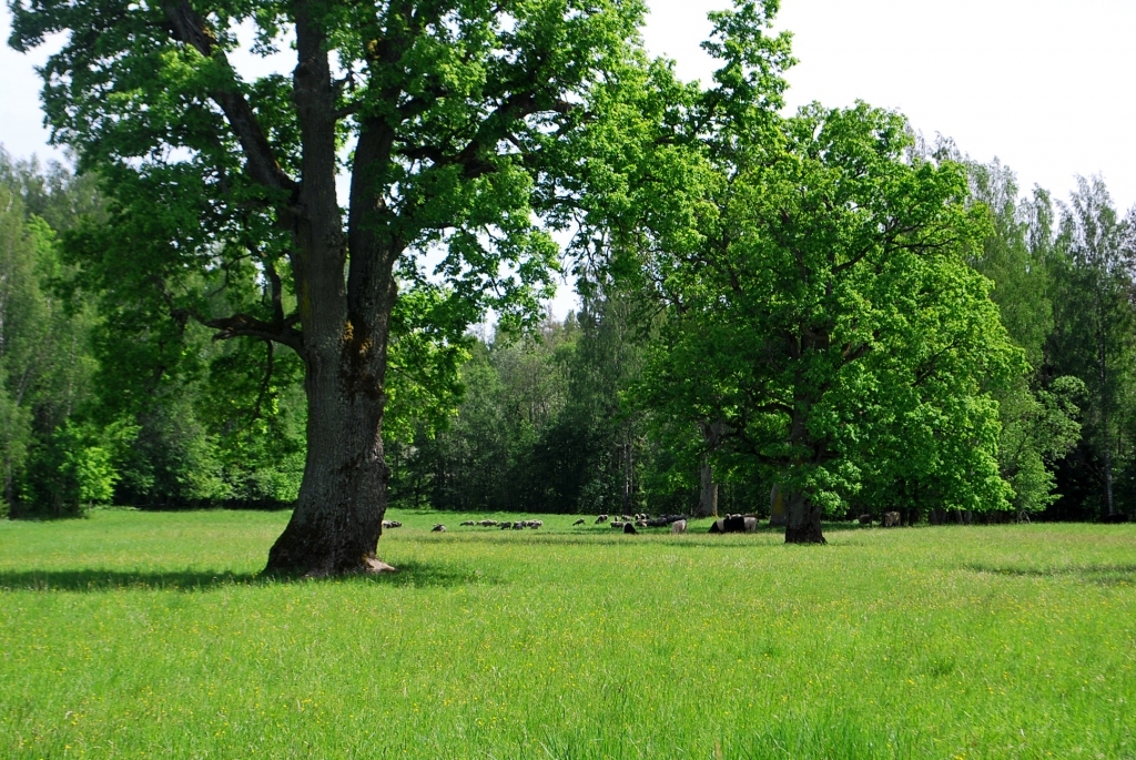 Autors: Ance Andrējeva-Empele