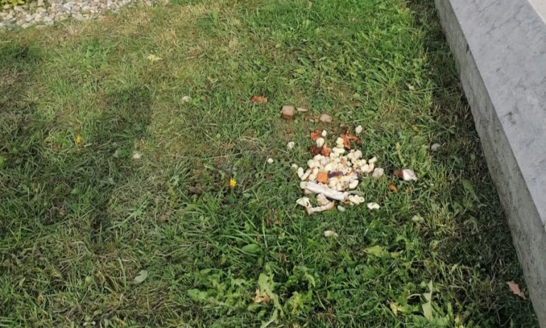 Šāds skats Tepera promenādes malā pēdējā laikā esot redzams bieži. Kāds šādi vēlas pabarot pīles, bet garāmgājējiem ēdiena atliekas atgādina vēmekļus.                                                                                                                               
Autors: ACULIECINIEKA FOTO