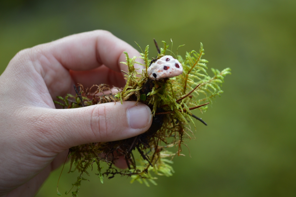 Oliņu mežos aug arī maza sēne brūnzobe, kurai uz augļķermeņa augšpuses mēdz izveidoties asinssarkana šķidruma pilieni. Aug arī skaistas piepes.