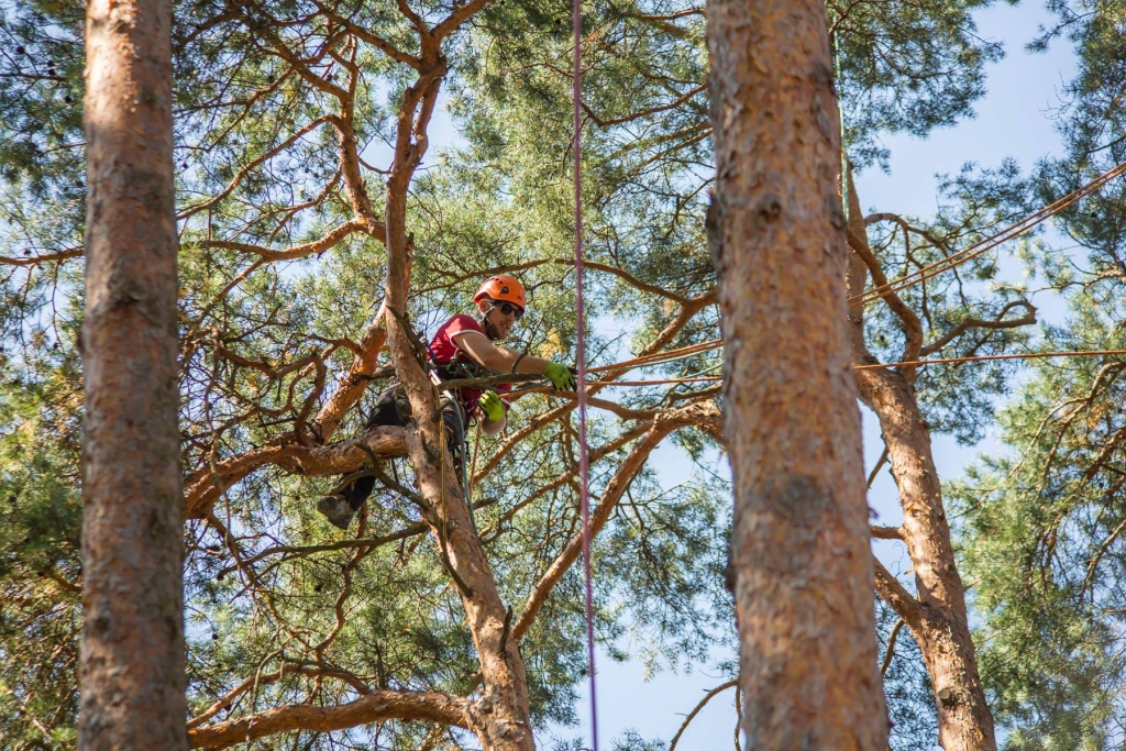 Rūpējoties par iedzīvotāju drošību, ik gadu rudenī Smiltenes novada pašvaldība veic bīstamo koku zāģēšanu un kopšanu.           
Autors:  NO FACEBOOK.COM