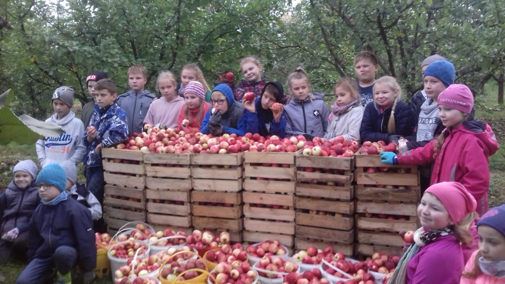 Labo darbu nedēļā Palsmanes pamatskolas  3., 4. un 6. klases skolēni un viņu skolotājas izvēlējās palīdzēt sava pagasta zemnieku saimniecībai “Veccepļi”, kuras audzētos ābolus ēd visu ziemu. Vienu dienu palīdzēt ieradās arī bērnudārznieki.                                                                                                                                                      
Autors: LĪGA ZVIRBULE 