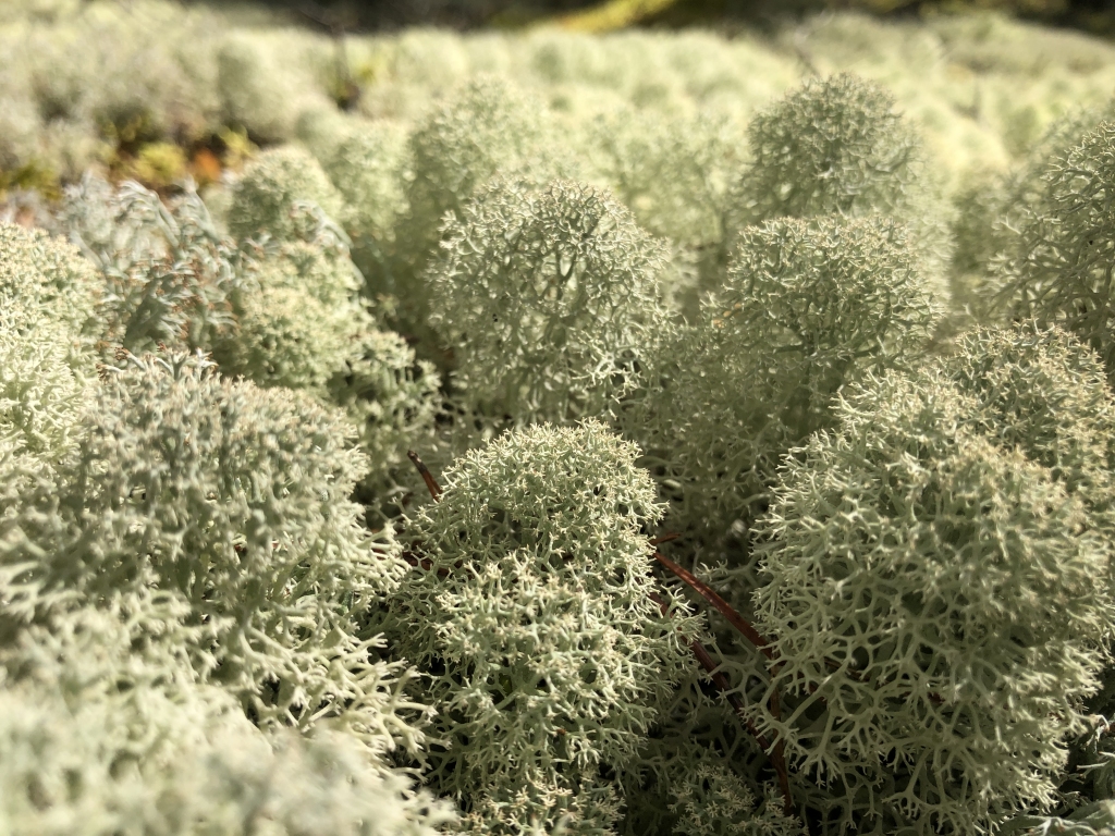 Zvaigžņveida kladīna (Cladina Stellaris).