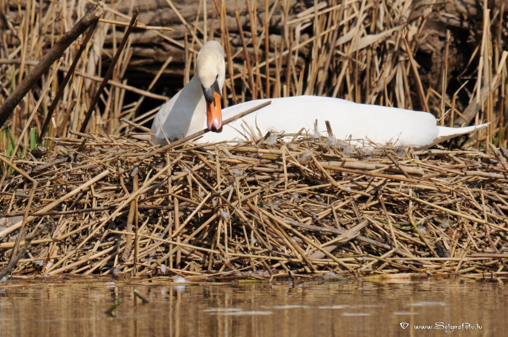 Paugurknābja gulbis.
Autors: Selga Bērziņa
