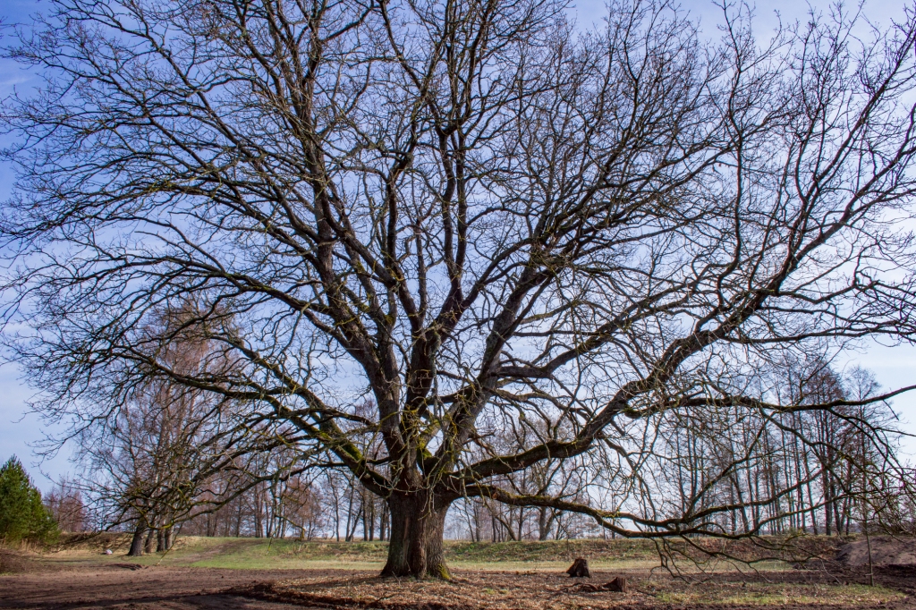 Babītes ozols.
Autors: Andris Soms