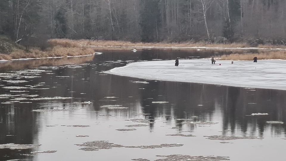 Aizvadītajā nedēļā divi valcēnieši, kuri bija devušies bļitkot uz Gaujas atteku, zaudēja dzīvību. Citu cilvēku traģēdija nav pietiekama mācība neprātīgiem zemledus makšķerniekiem, un uz daudzām Latvijas upēm un ezeriem, arī uz Gaujas, sēdēja bļitkotāji. Šo ainu iemūžinājusi Strenču iedzīvotāja vērīga un azartiska fotogrāfe Agnija Strauta. Viņa atzīst, ka aizvadītajās brīvdienās uz daudzām ūdenstilpēm sēdējuši šie “pingvīni”.                                                                                                                                                                                                                                                                                                                                      
Autors:  AGNIJA STRAUTA   