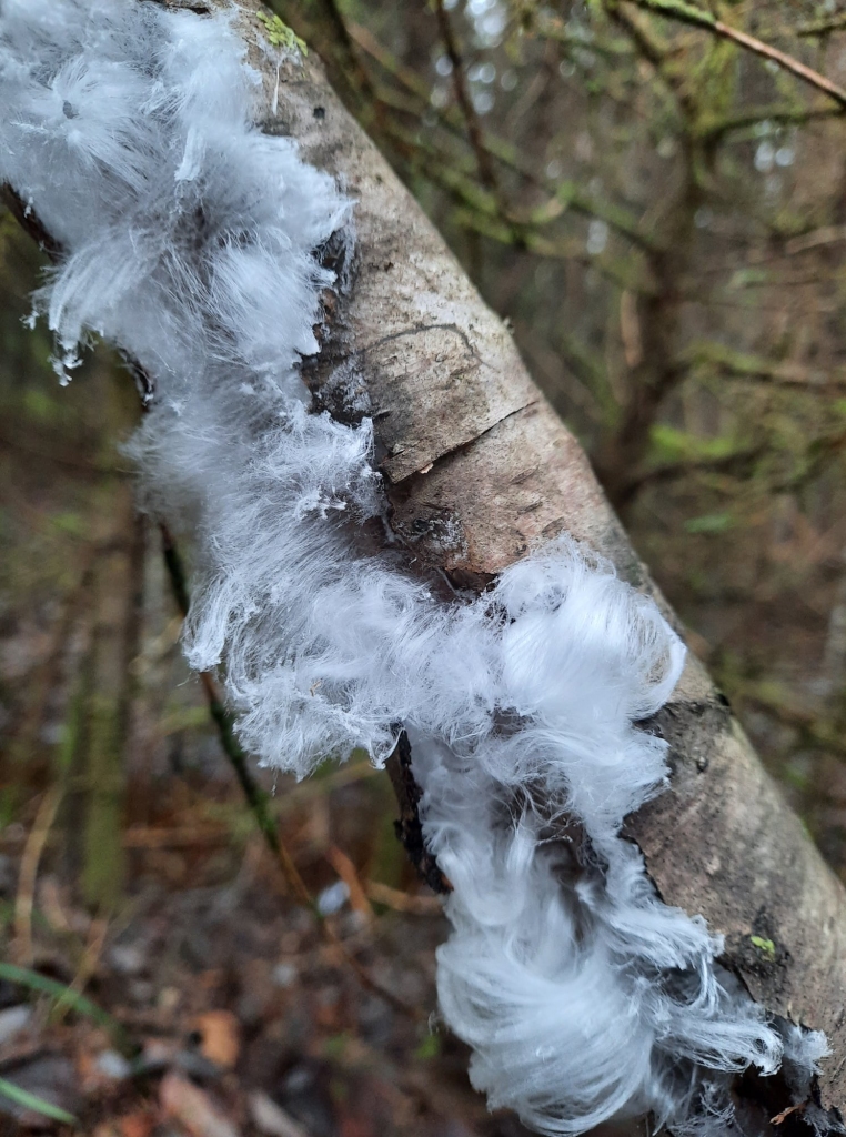 Šie skaistie ledusmati ir  ledus kristālu veidojumi, kurus izraisa sēnes Exidiopsis effusa klātbūtne koksnē.  
Autors:  DIĀNA MEIERE