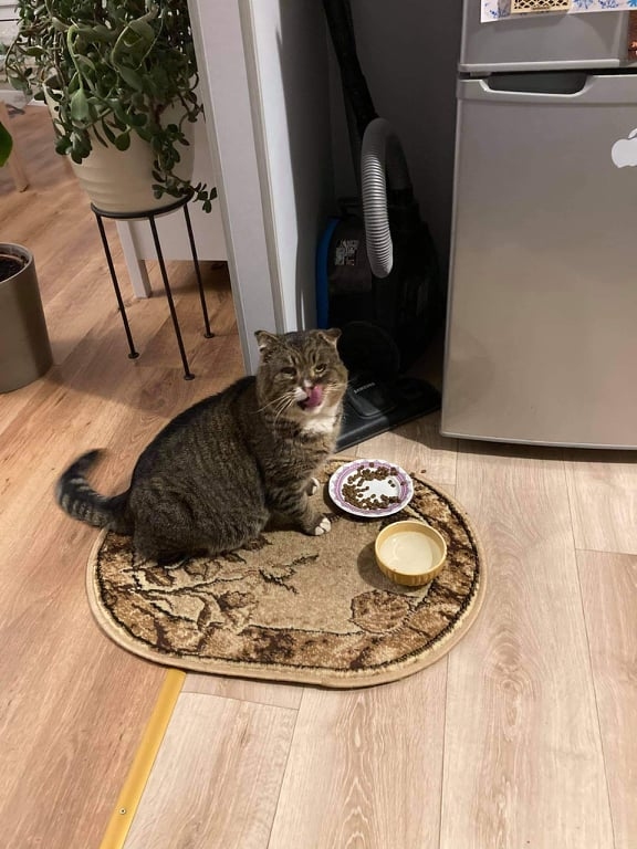 Pateicoties valcēnietes Janas Maļcevas aktivitātēm sociālajos tīklos, bezsaimnieka runcītim ir atrasti gādīgi un mīloši saimnieki. Viņš uz mājvietu pārcēlies ar visu iemīļoto paklājiņu, kurš sildīja sānus, guļot gaļas veikalā.                                                                                               
Autors: NO PERSONĪGĀ ARHĪVA