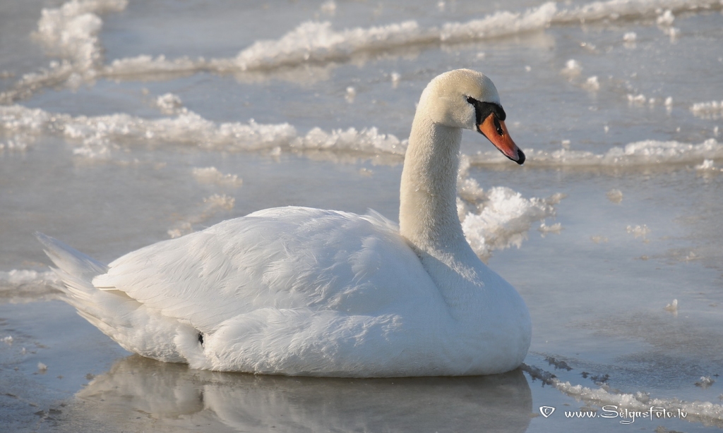 Paugurknābja gulbis.
Autors: Selga Bērziņa