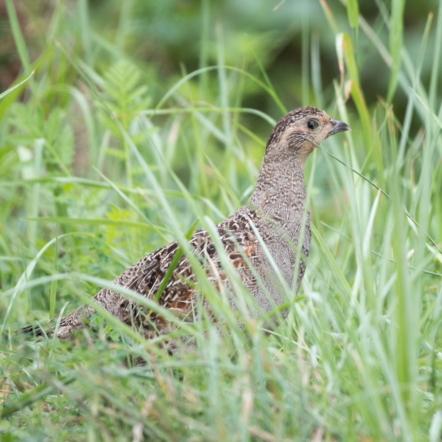 Laukirbe
Autors: Rolands Linejs