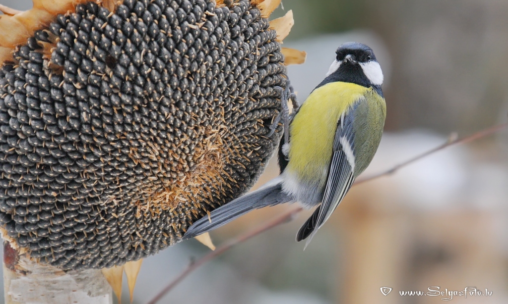 Lielā zīlīte
Autors: Selga Bērziņa