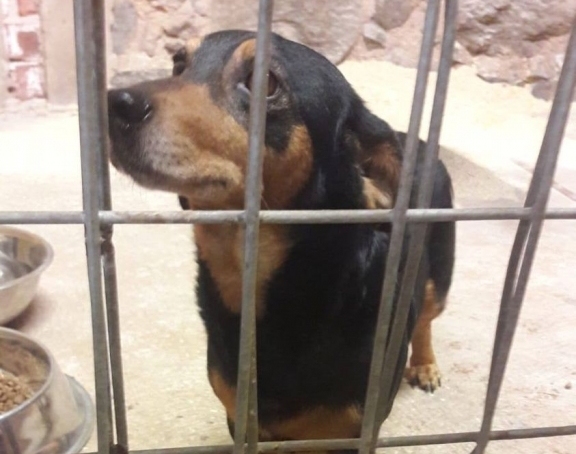 Uz autoceļa Smiltene–Valka, krustojumā Blome, Birzuļi, Palsmane atrasts attēlā redzamais suņuks. Smiltenes novada Pašvaldības policija to nogādājusi Valmieras dzīvnieku patversmē. Iespējams, kāds atpazīst attālā redzamo suni un zina tā saimniekus.                               
Autors: no pašvaldības arhīva