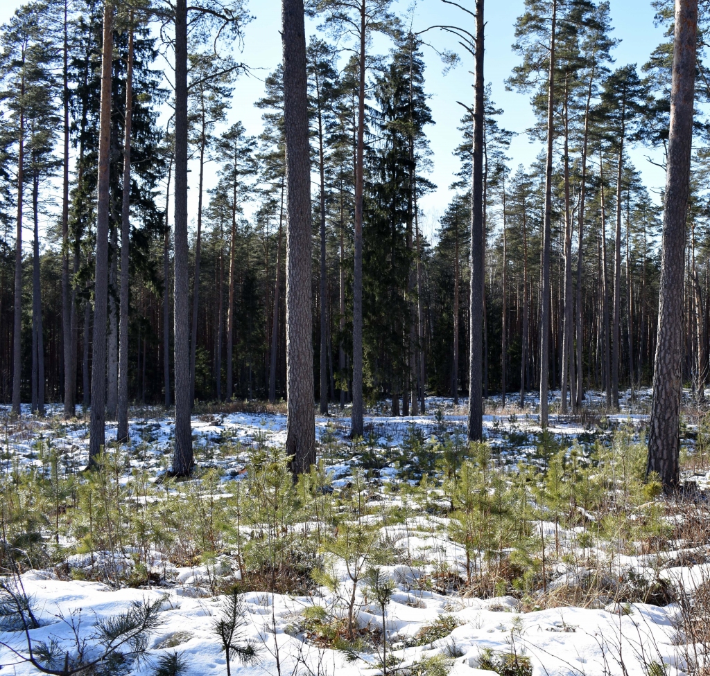 Februārī Smiltenes piepilsētas mežos trijās vietās notiks mežizstrāde, arī aiz Zaķu ielas, kur tiks veikts izlases cirtes otrais paņēmiens (attēlā – šādi 2019. gada martā izskatījās mežs pēc 2018. gadā izpildītas izlases cirtes otrā paņēmiena).                                                                                                                                                       
Autors:  LVM ARHĪVS