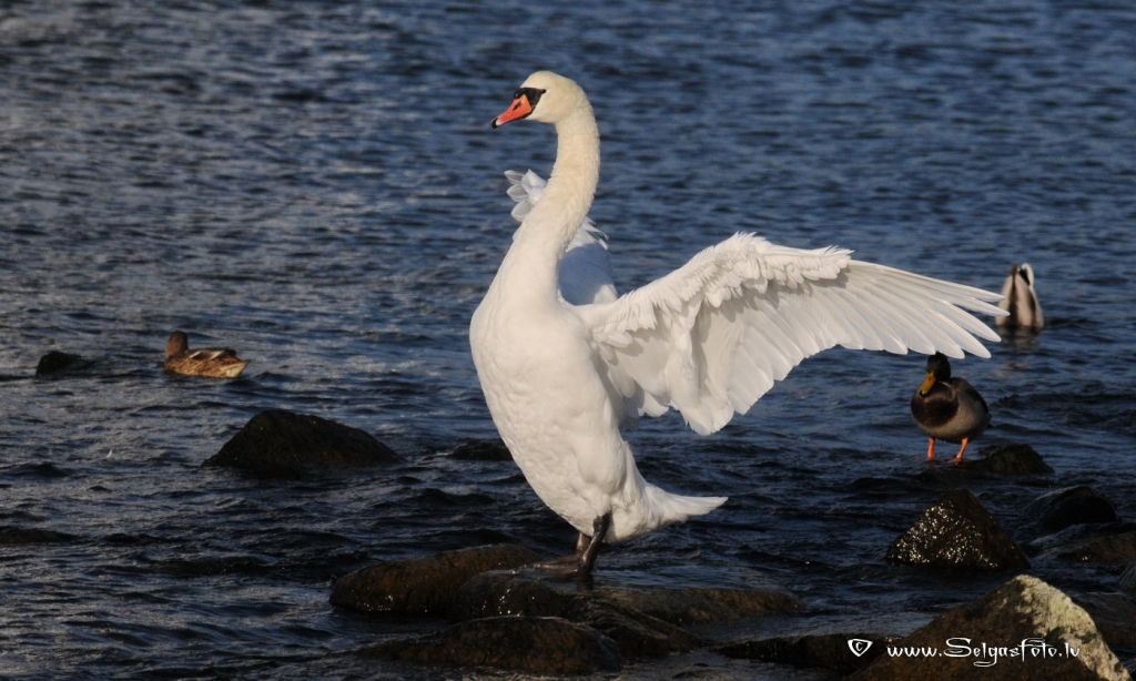 Paugurknābja gulbis
Autors: Selga Bērziņa