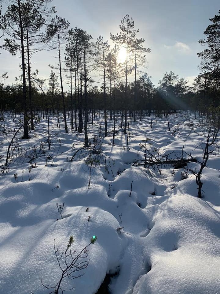 Gaujienu šoziem teju “gāž apkārt” piedzīvojumu un aktīvās atpūtas cienītāji no malu malām, lai, ilgi un tālu ejot, redzētu Slokas purvu (attēlā) un citas ainavas.                                                                                  
Autors: SANITA SPROĢE