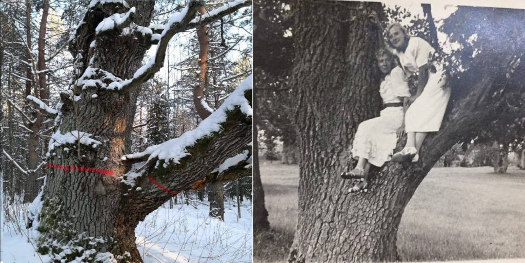 Pirmās Latvijas brīvvalsts laikā “Vekšu” saimniecībā pie Gaujas, Valkas pagastā, bija lielas parkveida pļavas ar izklaidus augošiem ozoliem (attēlā pa labi pļavas 1930. gadā, kokā uzkāpušas tagadējā “Vekšu” saimnieka Aiņa Āboliņa vectēva Kārļa Kroļa māsīcas). Aizvadītā gadsimta 60. gados šajās pļavās iestādīja priežu sēklu plantāciju (attēlā pa kreisi). Tagad akciju sabiedrība “Latvijas valsts meži” atjaunos parkveida pļavas to vēsturiskajā izskatā, saglabājot vecos kokus, kas ir iezīmēti.                                                                                                              
Autors: NO “VEKŠU” ARHĪVA