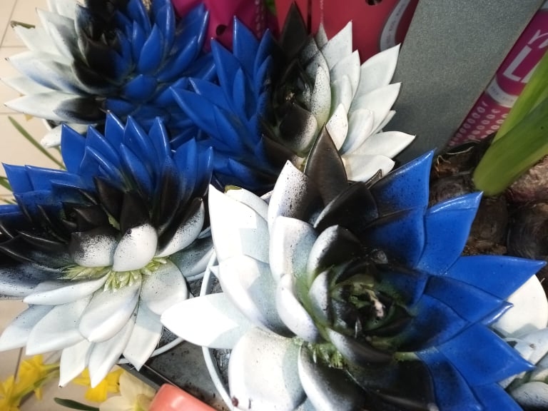 Igauņu labā ziņā apskaužamais nacionālpatriotisms izpaužas arī dažādu preču noformējumā, kur izmantotas Igaunijas valsts karoga krāsas un nacionālie simboli. Otrpus robežai nopērkami trauki, kuru noformējumā izmantota zilā rudzupuķe. Ziedu pārdevēji piedāvā podiņos sukulentus un kārtotus rožu pušķus, kuros izmantotas Igaunijas valsts karoga krāsas.
                                                                                                           
Autors: INGA KARPOVA