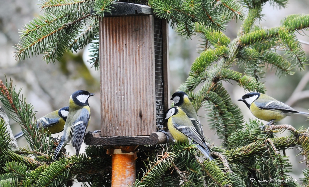 Autors: Selga Bērziņa