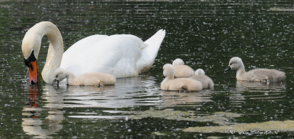 Paugurknābja gulbis ar bērniem.
Autors: Selga Bērziņa