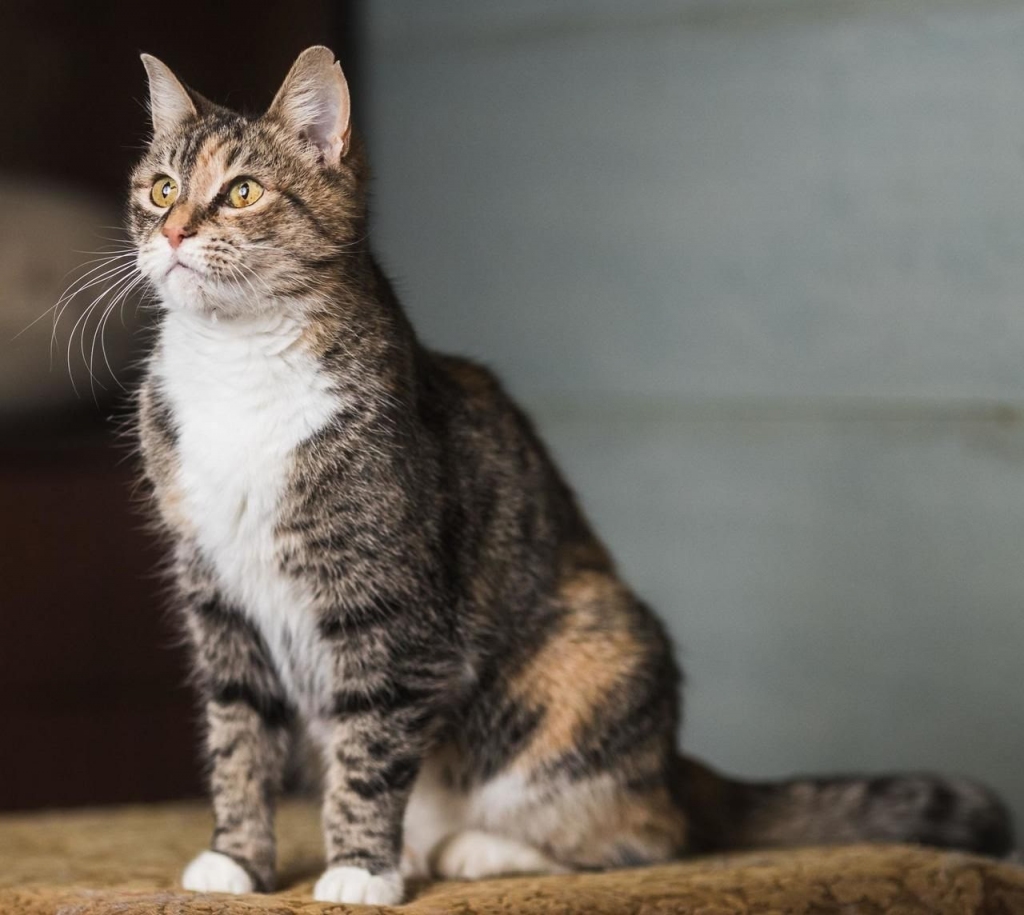 Kaķu adopcijas akcijas “Tu sajūti draugu no astes!” akcijas rezultātā pie jaunām mājvietām tikuši 58 kaķi visā Igaunijā, tostarp kaķene Rēna, kas Valgas patversmē bija pavadījusi 944 dienas.
Autors: No patversmes arhīva