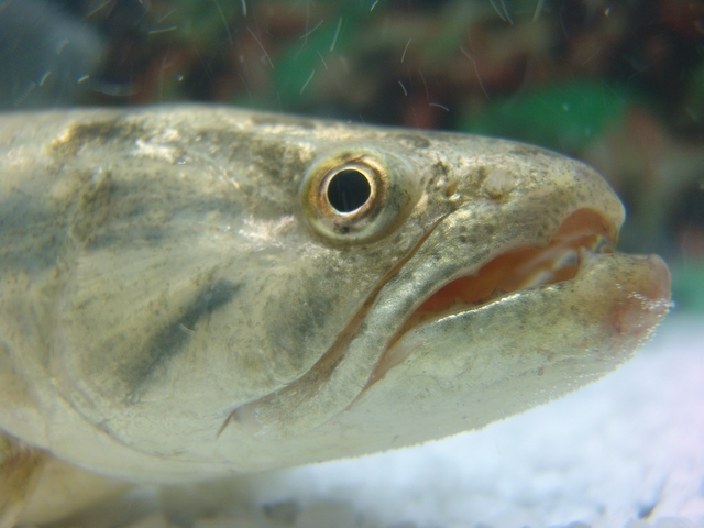 Autors: freeimages.com