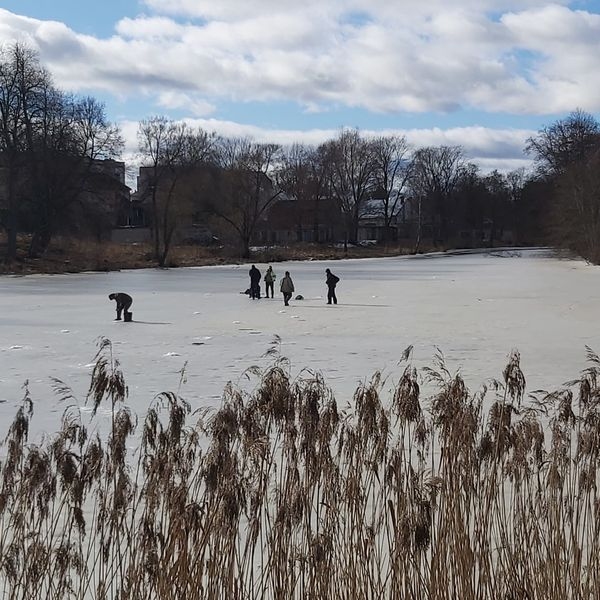 Svētdien, kad saulīte sildīja un sajūtas bija kā pavasarī, Valkā Pedeles upes ledus biezumu varēja “mērīt” zemledus makšķerniekos, – uz ledus mazā posmā bija sapulcējušies seši   

Autors: INGŪNA JOHANSONE