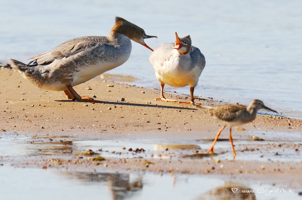 Lielās gauras.
Autors: Selga Bērziņa