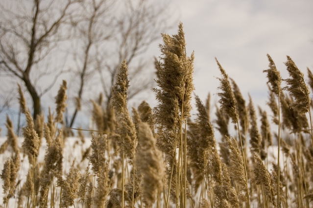 Autors: freeimages.com