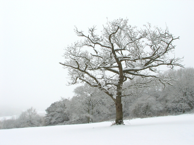 Autors: freeimages.com