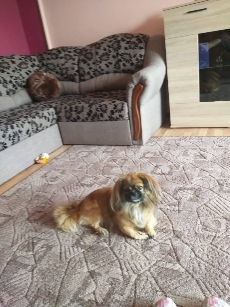 Ja šajā ārkārtējās situācijas laikā lielākā daļa cilvēku, kuri saslimst ar “Covid-19”, saprot, ka jāizolējas no apkārtējiem un jāievēro karantīna, mājdzīvnieki to nesaprot un prasās laukā katru dienu, lai nokārtotu dabiskās vajadzības.                                                                           
Autors: NO PERSONĪGĀ ARHĪVA