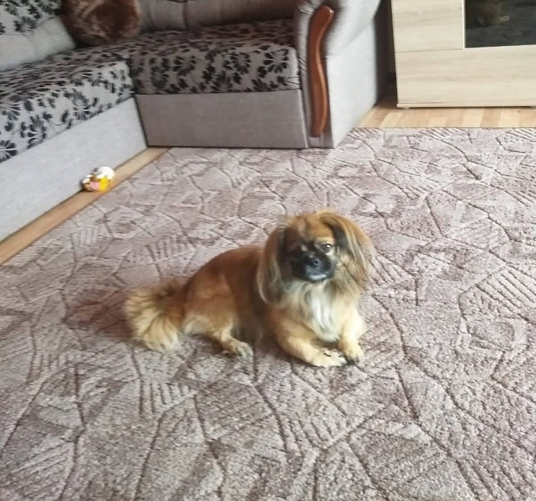 Ja šajā ārkārtējās situācijas laikā lielākā daļa cilvēku, kuri saslimst ar “Covid-19”, saprot, ka jāizolējas no apkārtējiem un jāievēro karantīna, mājdzīvnieki to nesaprot un prasās laukā katru dienu, lai nokārtotu dabiskās vajadzības.                                                                           
Autors: No personīgā arhīva